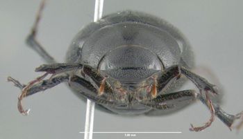 Media type: image;   Entomology 611422 Aspect: head frontal view